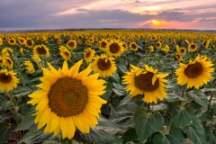 Sunflower Sunset