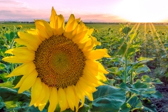 Sunflower-Scouting-FB