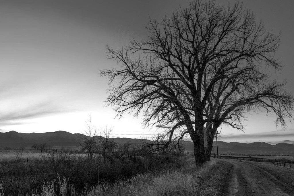 Highline-Tree-BW-1024x683.jpg